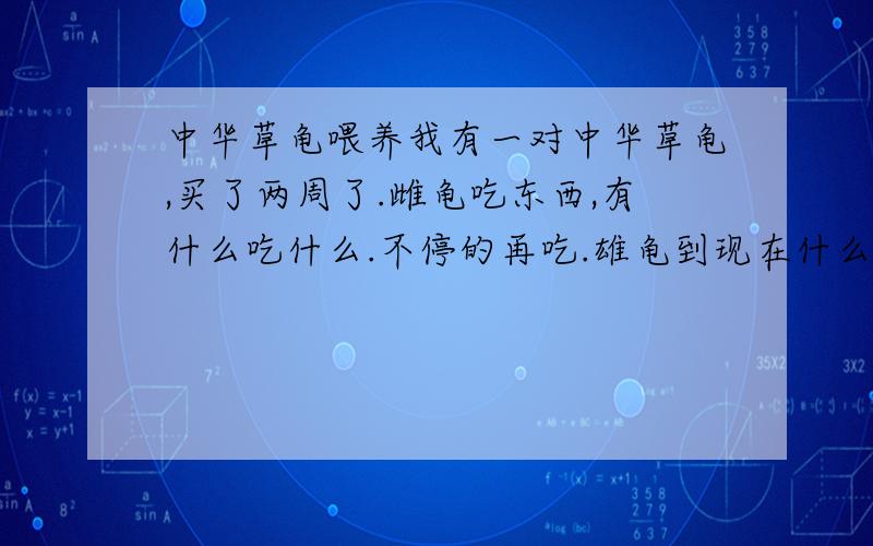 中华草龟喂养我有一对中华草龟,买了两周了.雌龟吃东西,有什么吃什么.不停的再吃.雄龟到现在什么都没有吃.