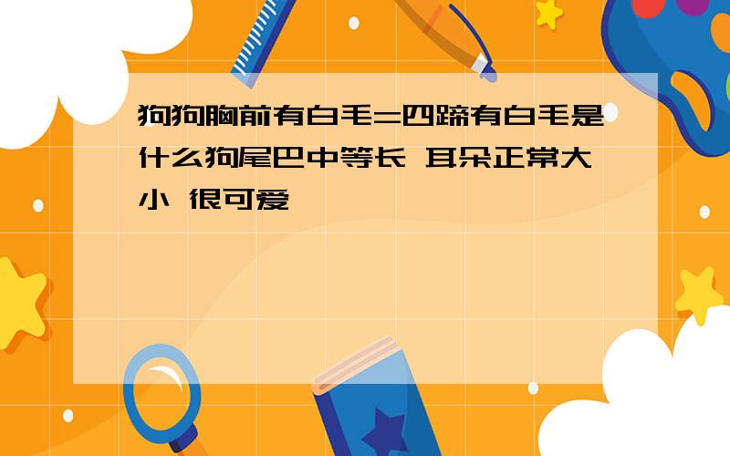 狗狗胸前有白毛=四蹄有白毛是什么狗尾巴中等长 耳朵正常大小 很可爱