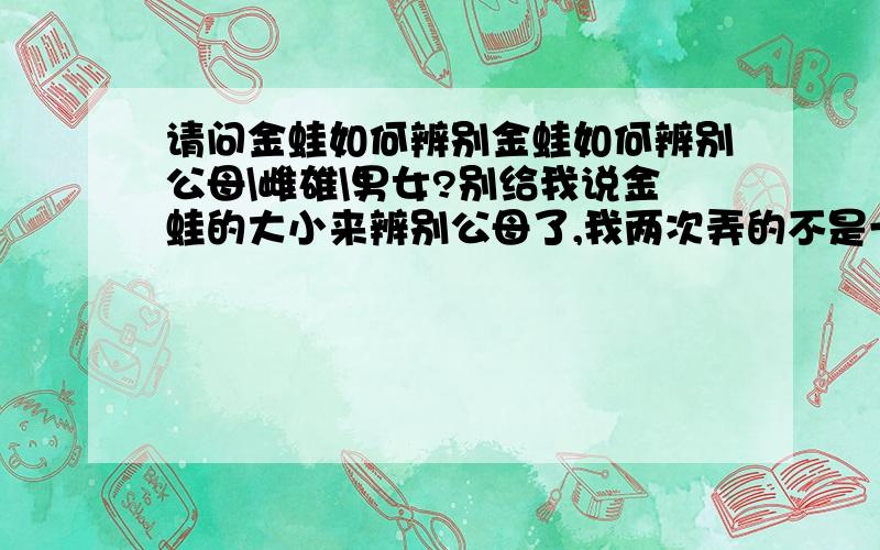 请问金蛙如何辨别金蛙如何辨别公母\雌雄\男女?别给我说金蛙的大小来辨别公母了,我两次弄的不是一起的.我就注意了一只大一只小,而且一只小的后两条腿的脚趾间有黑点,一只大的后两条腿