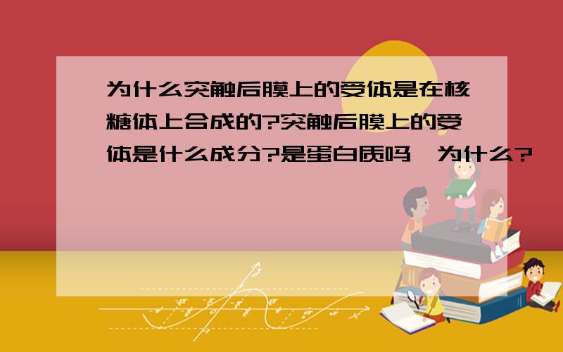 为什么突触后膜上的受体是在核糖体上合成的?突触后膜上的受体是什么成分?是蛋白质吗,为什么?