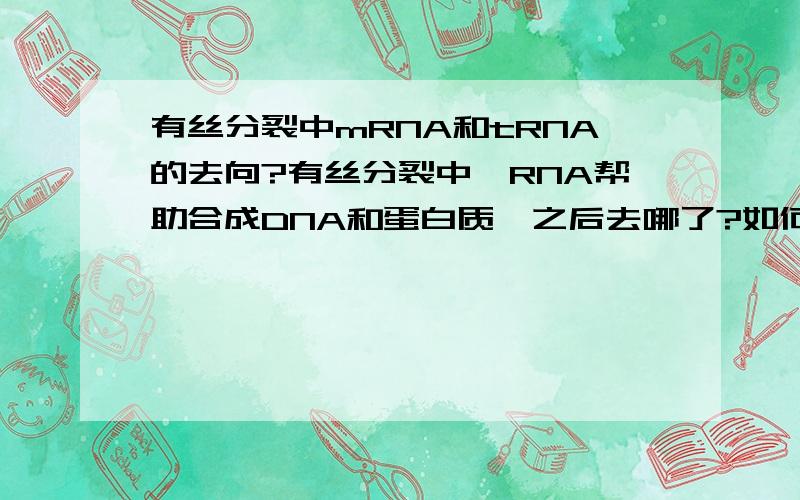 有丝分裂中mRNA和tRNA的去向?有丝分裂中,RNA帮助合成DNA和蛋白质,之后去哪了?如何分解的?（要mRNA和tRNA的走向.）还有RNA在有丝分裂中什么时候会增多?什么时候减少?