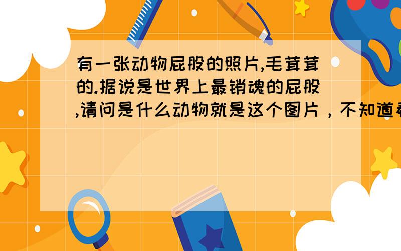 有一张动物屁股的照片,毛茸茸的.据说是世界上最销魂的屁股,请问是什么动物就是这个图片，不知道看不看得见