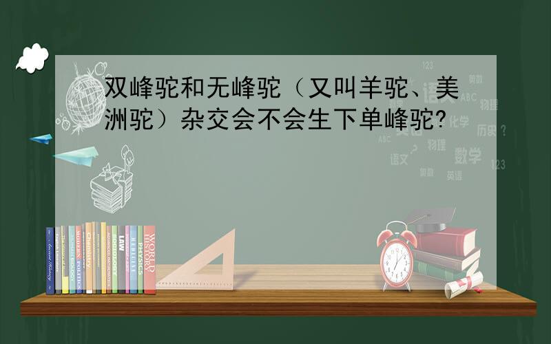 双峰驼和无峰驼（又叫羊驼、美洲驼）杂交会不会生下单峰驼?