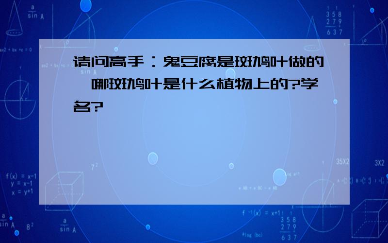 请问高手：鬼豆腐是斑鸠叶做的,哪斑鸠叶是什么植物上的?学名?