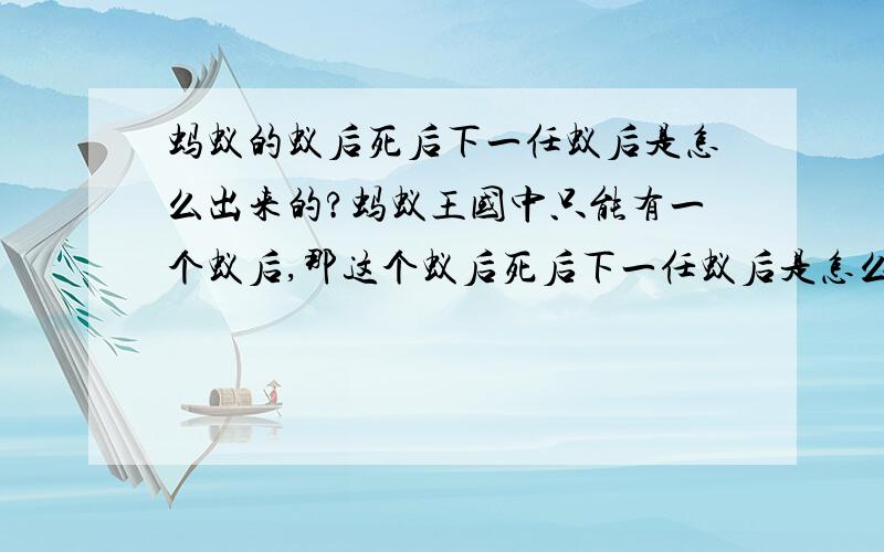 蚂蚁的蚁后死后下一任蚁后是怎么出来的?蚂蚁王国中只能有一个蚁后,那这个蚁后死后下一任蚁后是怎么出来的?