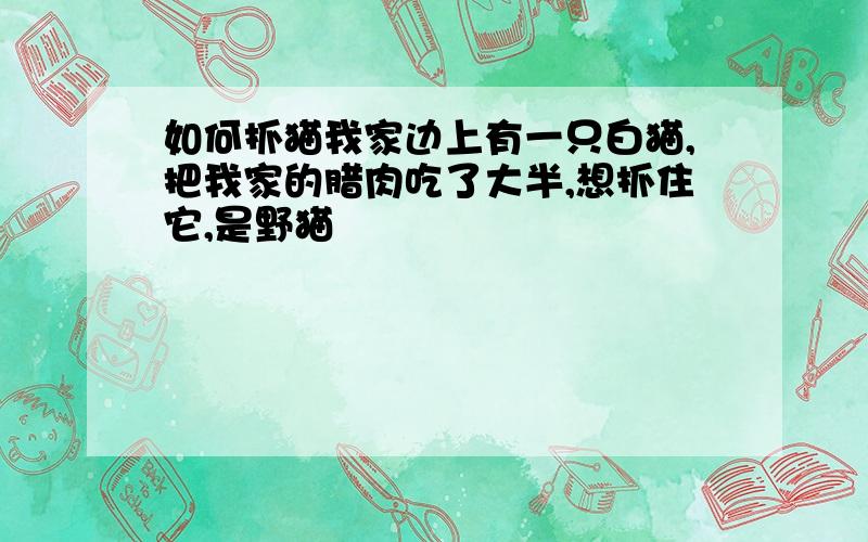 如何抓猫我家边上有一只白猫,把我家的腊肉吃了大半,想抓住它,是野猫