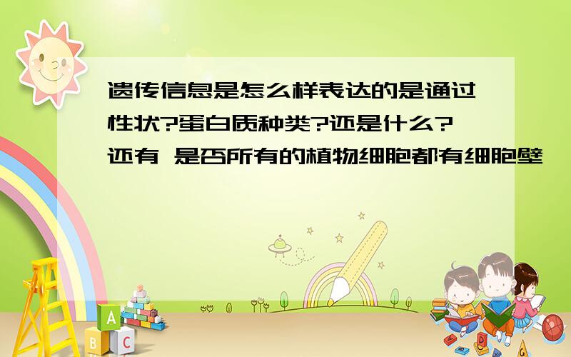 遗传信息是怎么样表达的是通过性状?蛋白质种类?还是什么?还有 是否所有的植物细胞都有细胞壁