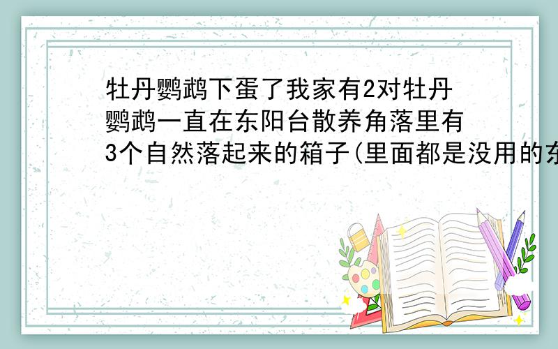 牡丹鹦鹉下蛋了我家有2对牡丹鹦鹉一直在东阳台散养角落里有3个自然落起来的箱子(里面都是没用的东西 衣服和篮球 鞋 什么的,前7天左右不见一个黑头的鹦鹉 老是看不见它 今天我找了半天