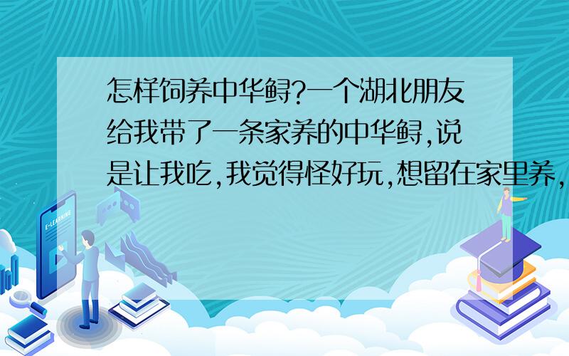 怎样饲养中华鲟?一个湖北朋友给我带了一条家养的中华鲟,说是让我吃,我觉得怪好玩,想留在家里养,可是我为它面包,馒头,它都不吃,急死我了,怎么办呢?他两天都没吃东西了……