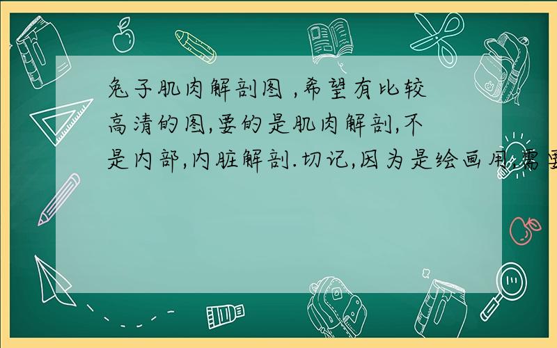 兔子肌肉解剖图 ,希望有比较高清的图,要的是肌肉解剖,不是内部,内脏解剖.切记,因为是绘画用,需要了解肌肉结构