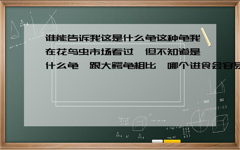 谁能告诉我这是什么龟这种龟我在花鸟虫市场看过,但不知道是什么龟,跟大鳄龟相比,哪个进食会容易一些呢