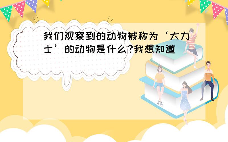 我们观察到的动物被称为‘大力士’的动物是什么?我想知道