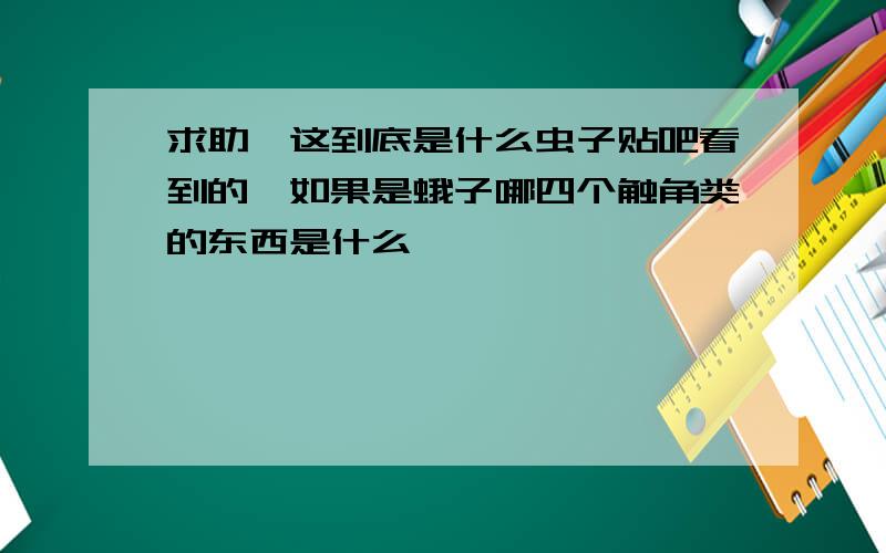 求助,这到底是什么虫子贴吧看到的,如果是蛾子哪四个触角类的东西是什么