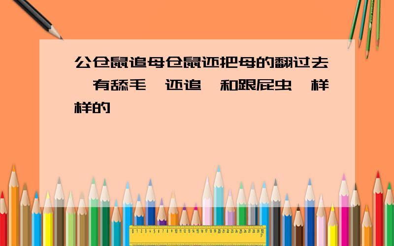 公仓鼠追母仓鼠还把母的翻过去,有舔毛,还追,和跟屁虫一样样的