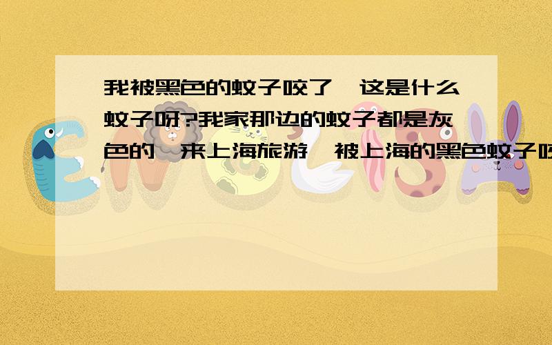 我被黑色的蚊子咬了,这是什么蚊子呀?我家那边的蚊子都是灰色的,来上海旅游,被上海的黑色蚊子咬了,这种蚊子很怪,比我家那边的蚊子小,触角上带一圈圈的白圈儿,没有蚊子的嗡嗡声,基本上