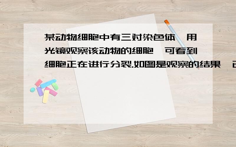 某动物细胞中有三对染色体,用光镜观察该动物的细胞,可看到细胞正在进行分裂.如图是观察的结果,已知其中有两个细胞处于同一分裂时期,但因为观察的角度不同而使图像看起来有差异.你认