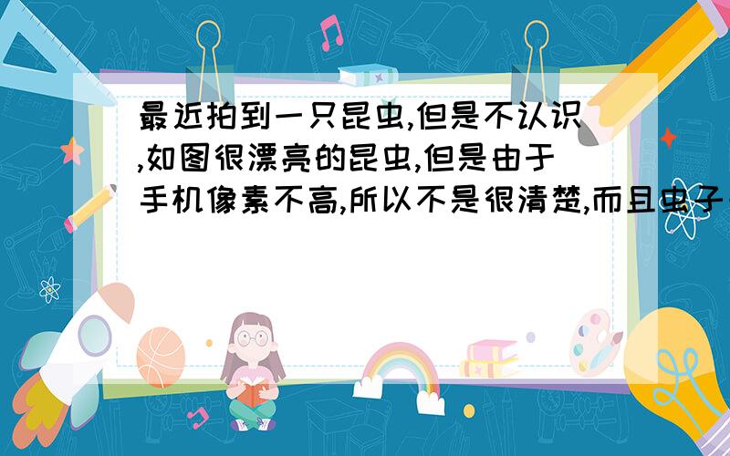 最近拍到一只昆虫,但是不认识,如图很漂亮的昆虫,但是由于手机像素不高,所以不是很清楚,而且虫子一下就飞走了,只能急急地拍下一张,问过很多人都不认识,头上有触须,身体是类似于黄绿色,