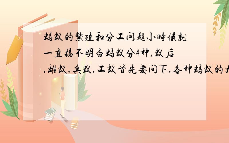 蚂蚁的繁殖和分工问题小时候就一直搞不明白蚂蚁分4种,蚁后,雄蚁,兵蚁,工蚁首先要问下,各种蚂蚁的大小,我知道蚁后很大,希望你们告诉我其他蚂蚁种类的大致大小,最好是和蚁后成比例,比如