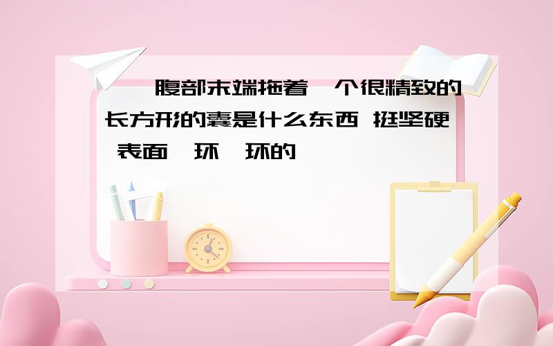 蟑螂腹部末端拖着一个很精致的长方形的囊是什么东西 挺坚硬 表面一环一环的