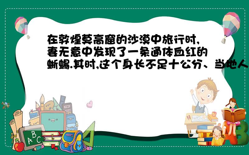 在敦煌莫高窟的沙漠中旅行时,妻无意中发现了一条通体血红的蜥蜴.其时,这个身长不足十公分、当地人又称作四脚蛇的小生灵,正仰头张口爬伏在一丛荆科植物下,两双小眼炯炯地盯视着一片