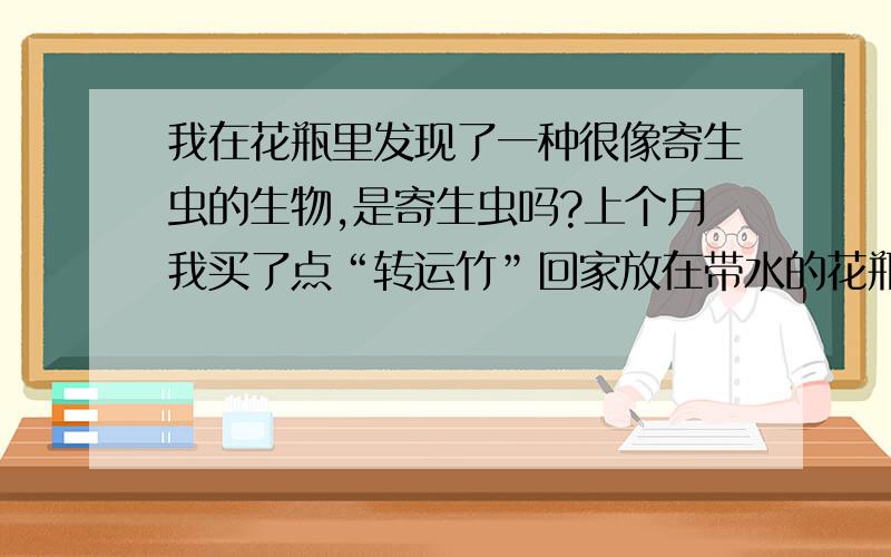 我在花瓶里发现了一种很像寄生虫的生物,是寄生虫吗?上个月我买了点“转运竹”回家放在带水的花瓶里,花瓶大约两年多没用了,以前一直干放假花,今天换完水后才发现这种生物,这种生物很