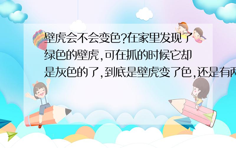 壁虎会不会变色?在家里发现了绿色的壁虎,可在抓的时候它却是灰色的了,到底是壁虎变了色,还是有两只壁虎啊?