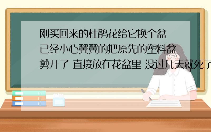 刚买回来的杜鹃花给它换个盆 已经小心翼翼的把原先的塑料盆剪开了 直接放在花盆里 没过几天就死了是怎么回事啊?好几盆都是那么死的 不换盆就不死.