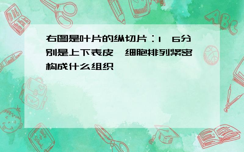 右图是叶片的纵切片：1、6分别是上下表皮,细胞排列紧密,构成什么组织