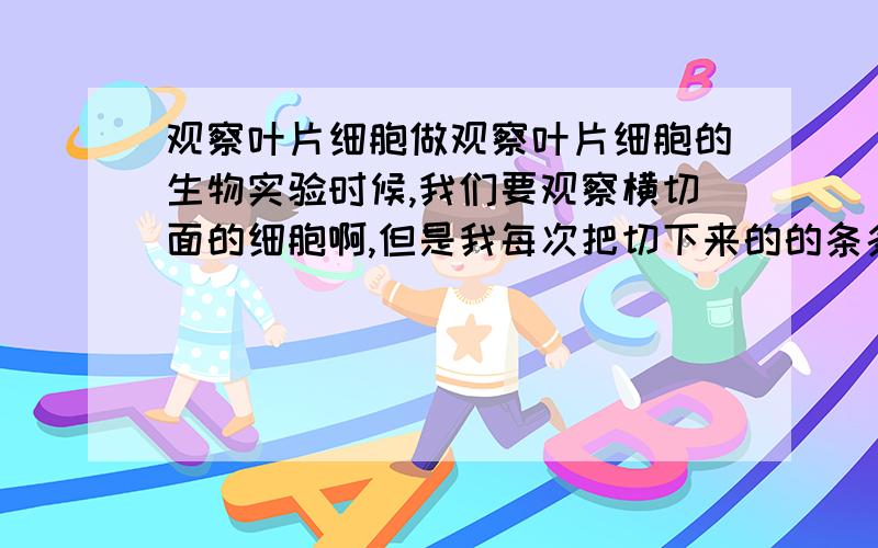 观察叶片细胞做观察叶片细胞的生物实验时候,我们要观察横切面的细胞啊,但是我每次把切下来的的条条状的叶子放到玻片上的时候每次不是正面就是反面朝上,就是不能切面朝上,该怎么办呢