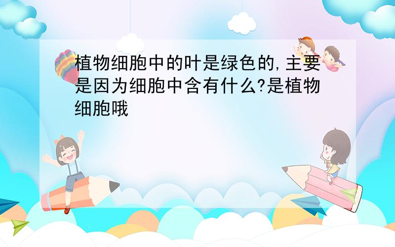 植物细胞中的叶是绿色的,主要是因为细胞中含有什么?是植物细胞哦