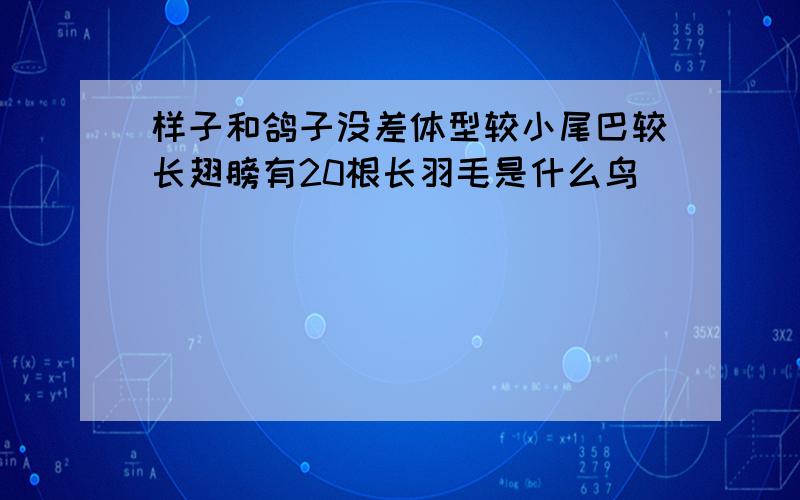 样子和鸽子没差体型较小尾巴较长翅膀有20根长羽毛是什么鸟