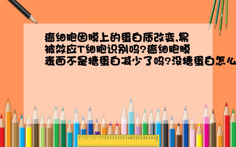 癌细胞因膜上的蛋白质改变,易被效应T细胞识别吗?癌细胞膜表面不是糖蛋白减少了吗?没糖蛋白怎么识别呢?