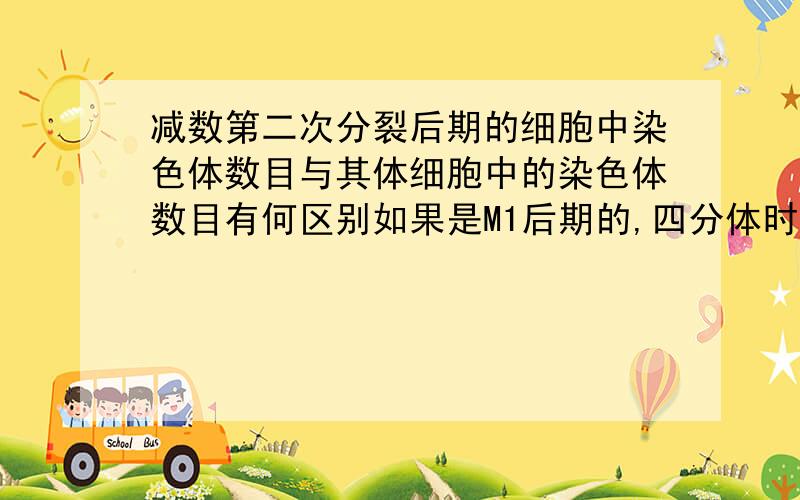 减数第二次分裂后期的细胞中染色体数目与其体细胞中的染色体数目有何区别如果是M1后期的,四分体时期的,又有何区别