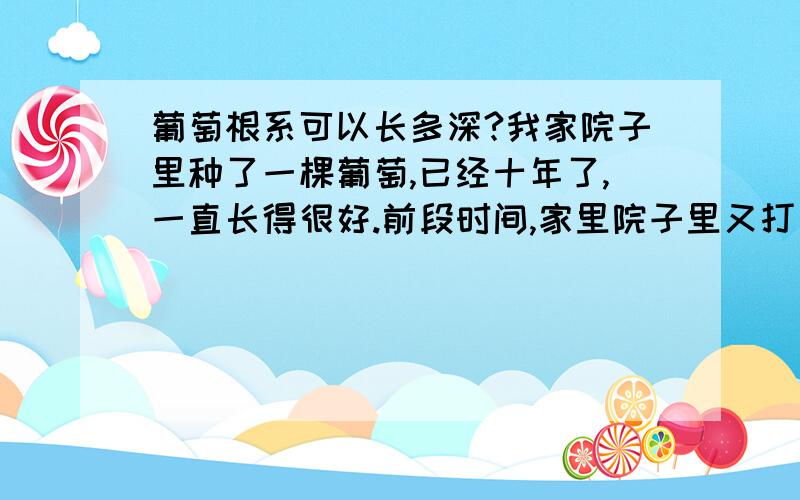 葡萄根系可以长多深?我家院子里种了一棵葡萄,已经十年了,一直长得很好.前段时间,家里院子里又打了一口小井,井的直径有普通汤盘那么大,下面下的管子,管子底部有孔.我妈担心葡萄的根系