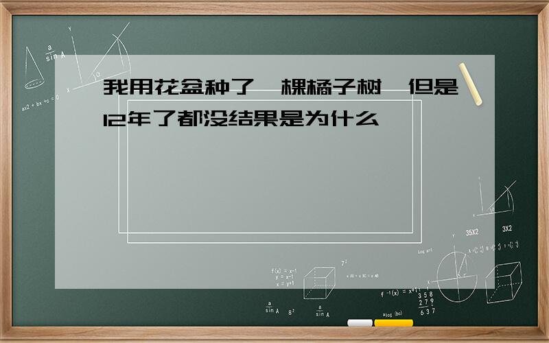 我用花盆种了一棵橘子树,但是12年了都没结果是为什么