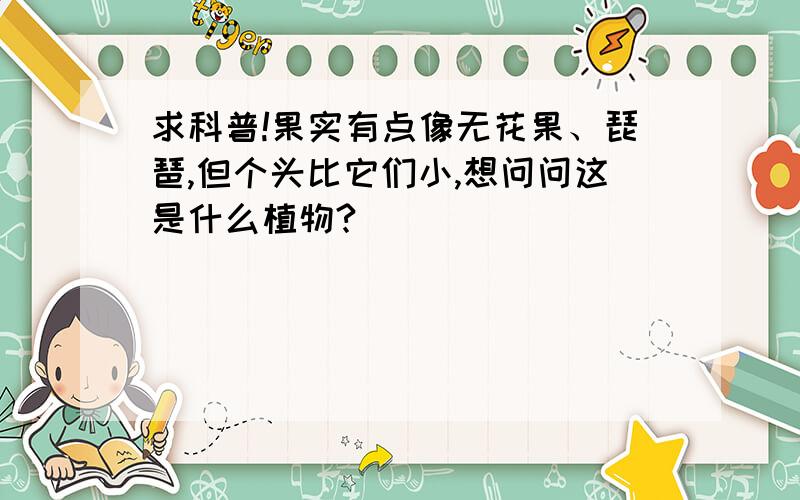 求科普!果实有点像无花果、琵琶,但个头比它们小,想问问这是什么植物?