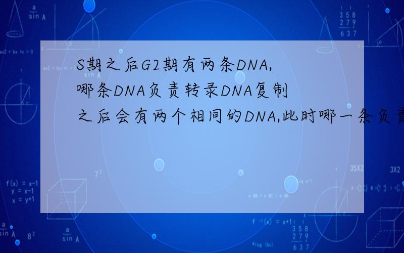 S期之后G2期有两条DNA,哪条DNA负责转录DNA复制之后会有两个相同的DNA,此时哪一条负责G2期的转录?