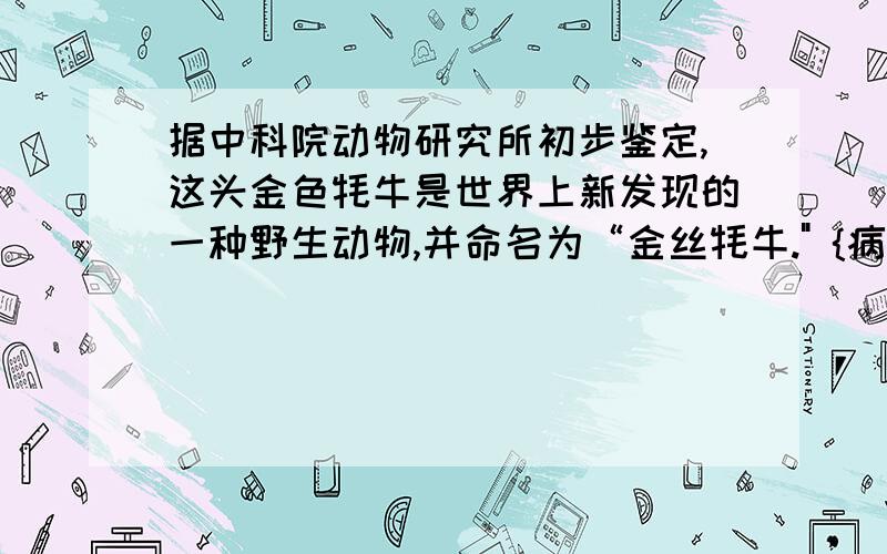 据中科院动物研究所初步鉴定,这头金色牦牛是世界上新发现的一种野生动物,并命名为“金丝牦牛.