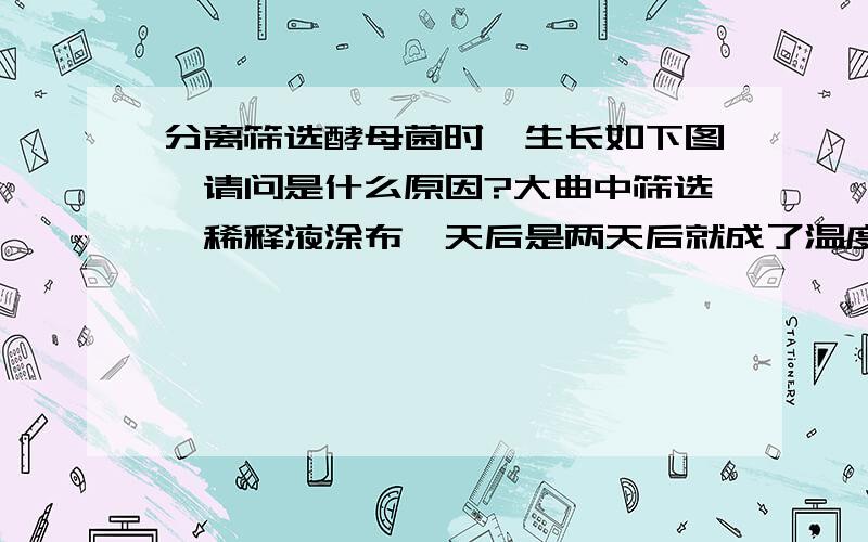 分离筛选酵母菌时,生长如下图,请问是什么原因?大曲中筛选,稀释液涂布一天后是两天后就成了温度是28到29,用的PDA培养基,绝不是发错图了,请专业人士帮忙分析下原因,或者给出些建议,