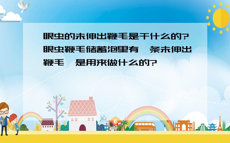 眼虫的未伸出鞭毛是干什么的?眼虫鞭毛储蓄泡里有一条未伸出鞭毛,是用来做什么的?