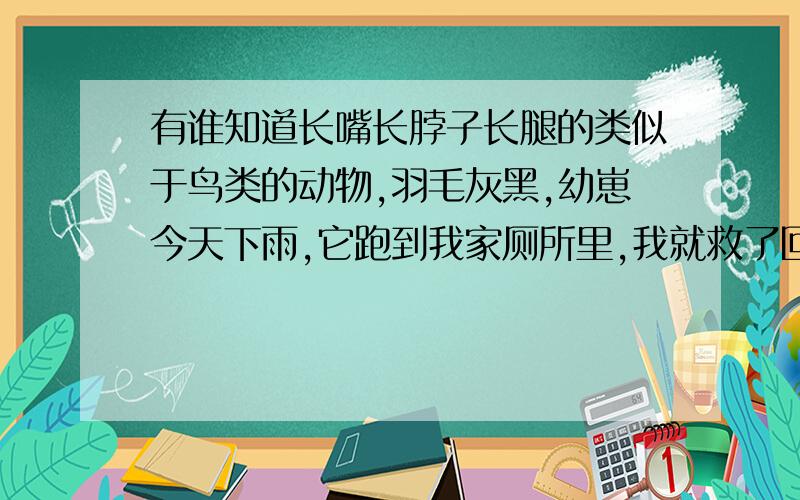 有谁知道长嘴长脖子长腿的类似于鸟类的动物,羽毛灰黑,幼崽今天下雨,它跑到我家厕所里,我就救了回来,它脖子能伸很长,怕饿死它,