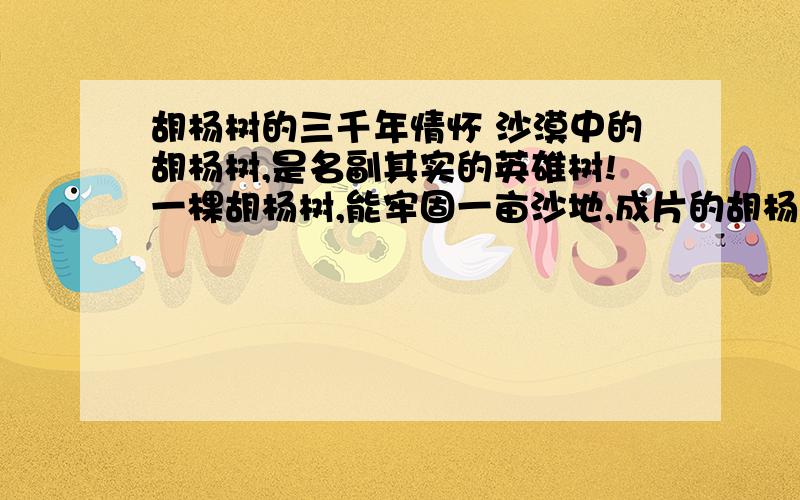 胡杨树的三千年情怀 沙漠中的胡杨树,是名副其实的英雄树!一棵胡杨树,能牢固一亩沙地,成片的胡杨林,则能挡住狂风飞沙.狂风漫卷的时节,飞扬的黄沙被胡杨树的柔枝嫩叶慢拨轻扫,便散落于