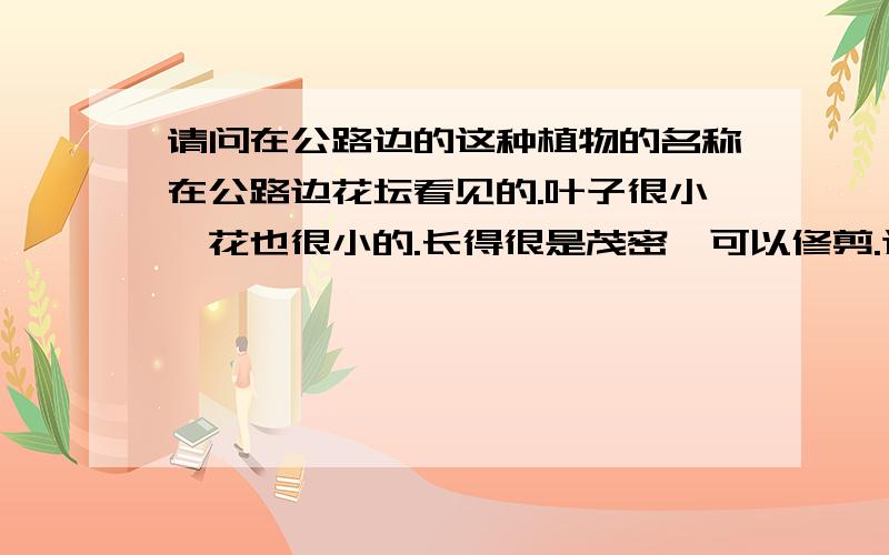 请问在公路边的这种植物的名称在公路边花坛看见的.叶子很小,花也很小的.长得很是茂密,可以修剪.这种植物是什么名称,又如何繁殖播种的呢?