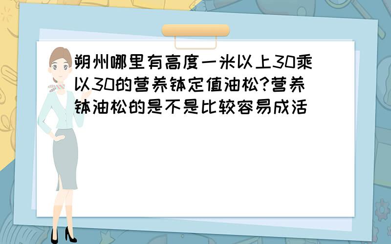 朔州哪里有高度一米以上30乘以30的营养钵定值油松?营养钵油松的是不是比较容易成活