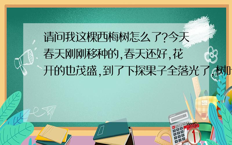 请问我这棵西梅树怎么了?今天春天刚刚移种的,春天还好,花开的也茂盛,到了下探果子全落光了,树叶也枯萎了,搞绿化说是有虫害,来给打了虫子药两天了,可是树叶还是继续在低萎,旁边两棵树