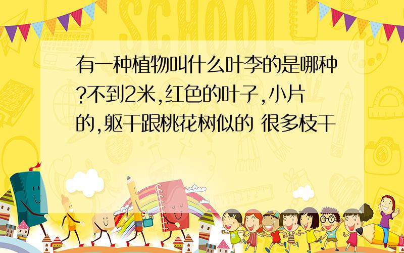 有一种植物叫什么叶李的是哪种?不到2米,红色的叶子,小片的,躯干跟桃花树似的 很多枝干