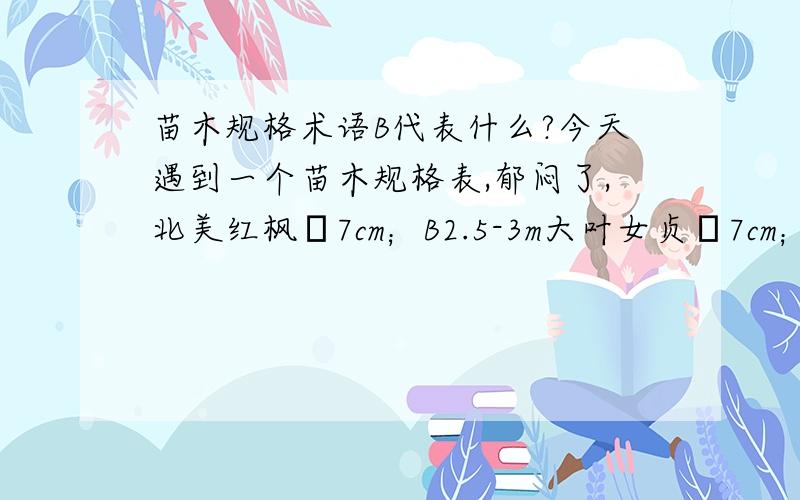 苗木规格术语B代表什么?今天遇到一个苗木规格表,郁闷了,北美红枫Φ7cm；B2.5-3m大叶女贞Φ7cm；B2.5-3m紫薇h0.8m-1m B1.5-1.8m红梅B1.5-2m矮紫薇B1m小叶女贞球B1m白三叶地被B0.4m玉簪B0.4m 20株/㎡