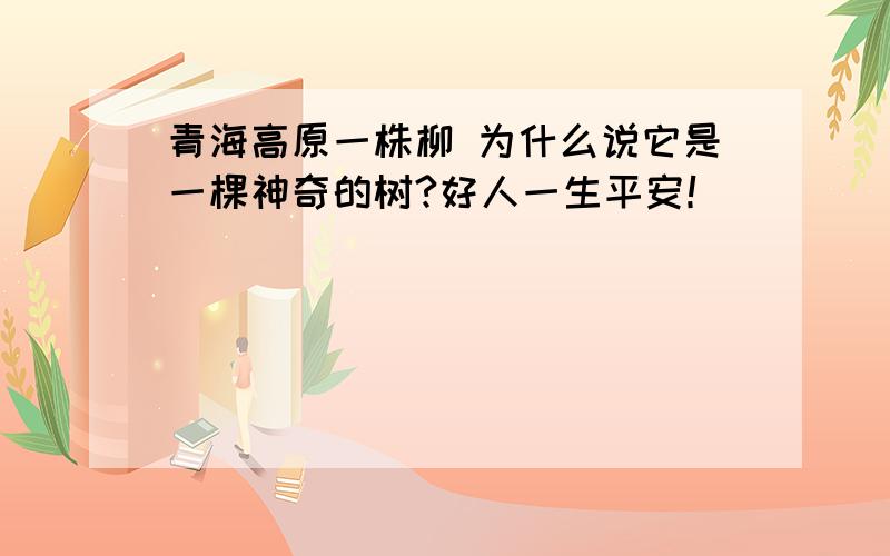 青海高原一株柳 为什么说它是一棵神奇的树?好人一生平安！