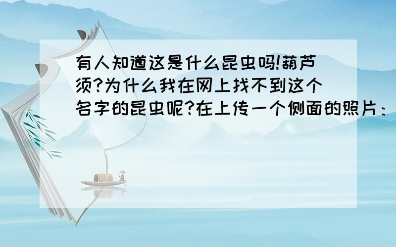 有人知道这是什么昆虫吗!葫芦须?为什么我在网上找不到这个名字的昆虫呢?在上传一个侧面的照片：