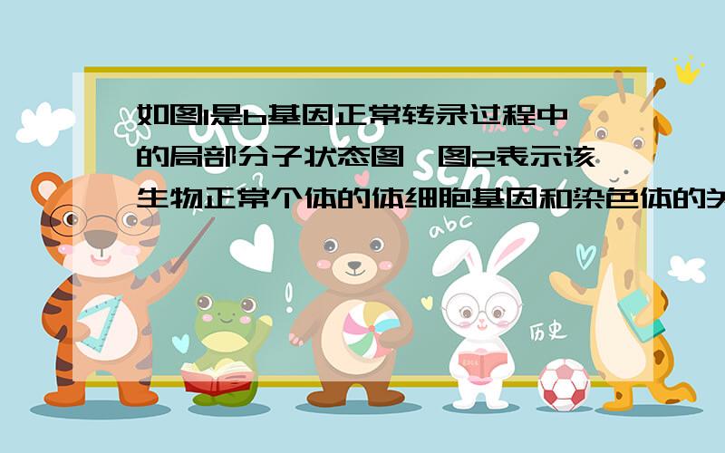 如图1是b基因正常转录过程中的局部分子状态图,图2表示该生物正常个体的体细胞基因和染色体的关系,某生物的黑色素产生需要如图3所示的3类基因参与控制,三类基因的控制均表现为完全显